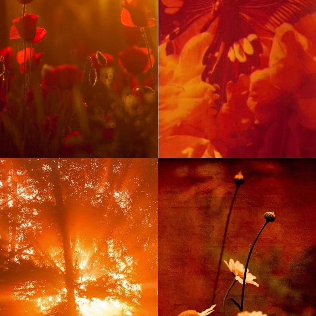 Sunset Shimmer Acrylic Almond Press On Nail - MaYonail Store