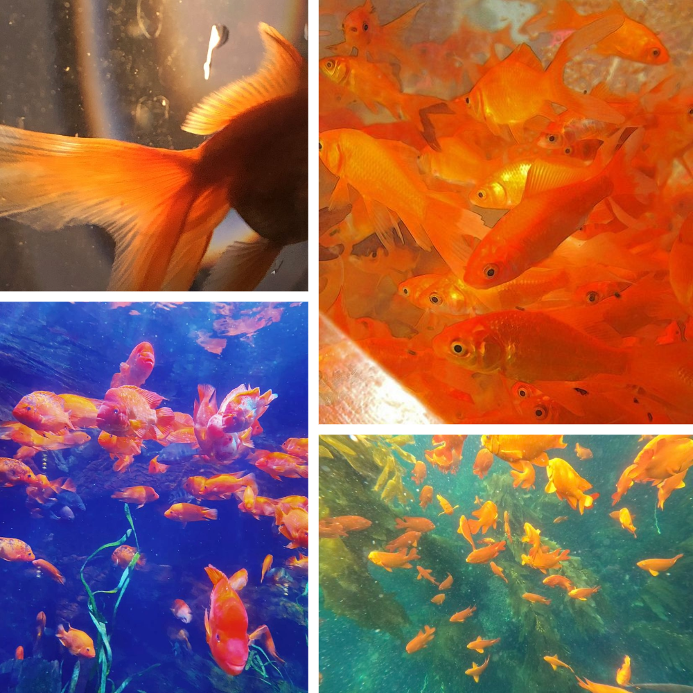 Fishy Fun Acrylic Oval Press On Nail