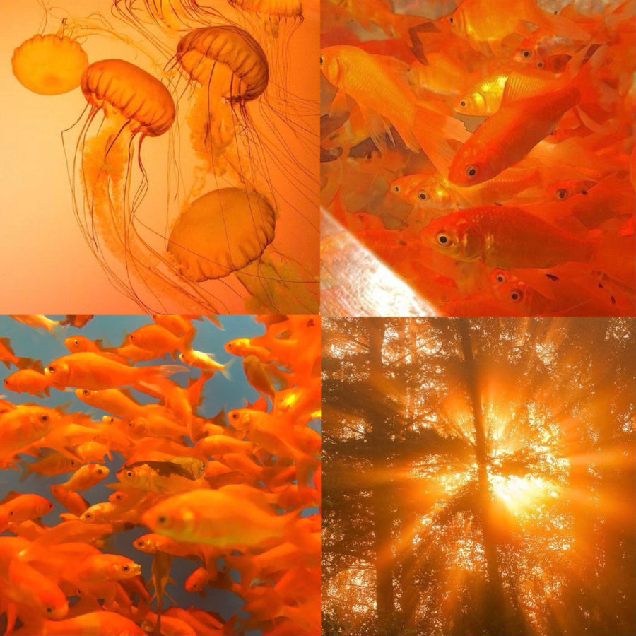 Baby Goldfish Acrylic Square Press On Nail - MaYonail Store