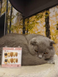 Meownail Siamese cat Acrylic Round Press On Nail - MaYonail Store