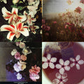 Floral Tea Acrylic Almond press On Nail - MaYonail Store
