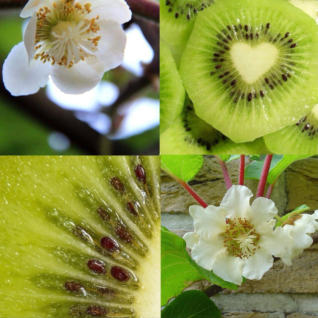 Kiwi Lily Acrylic Almond Press On Nail