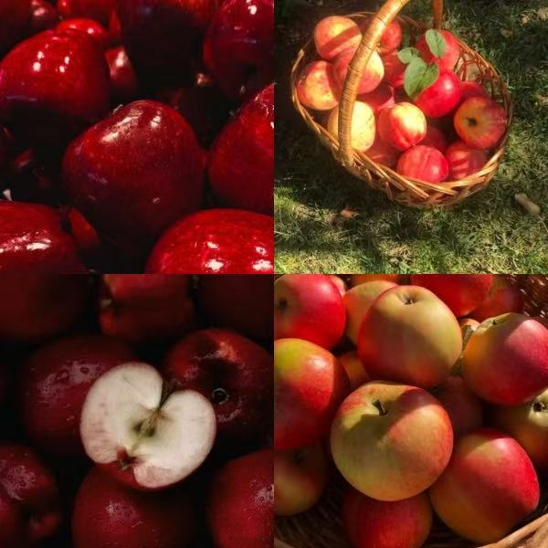 Apple Orchards Acrylic Almond Press On Nail - MaYonail Store