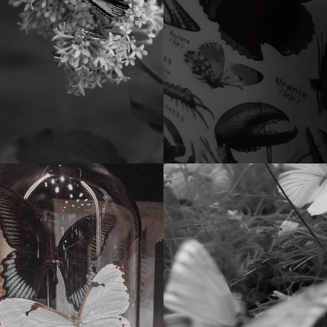 Butterfly Moon Acrylic Square Press On Nail