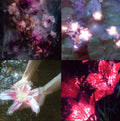 Dark Fantasy Flower Acrylic Almond Press On Nail - MaYonail Store
