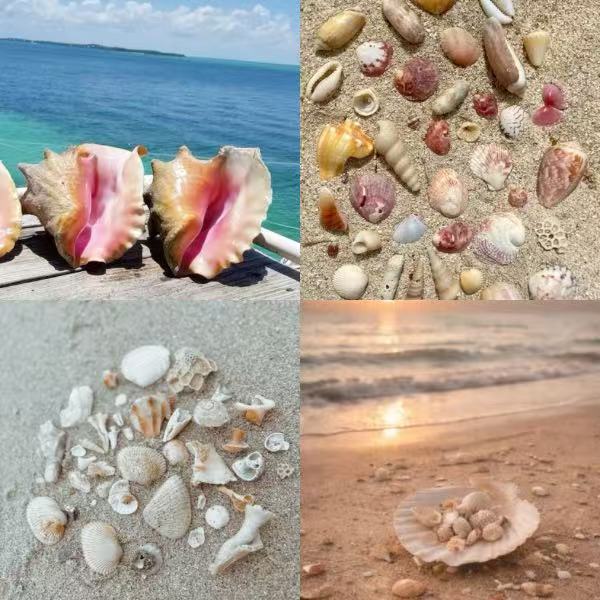 Seashell Beach Acrylic Coffin Press On Nails - MaYonail Store