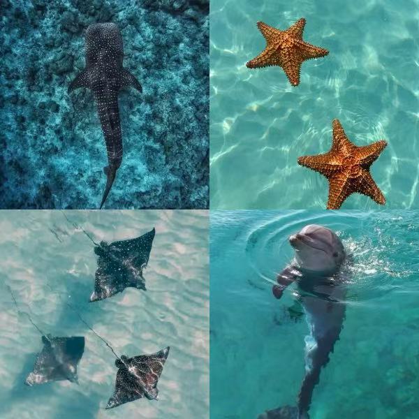 Starfish Beach Acrylic Coffin  Press On Nail