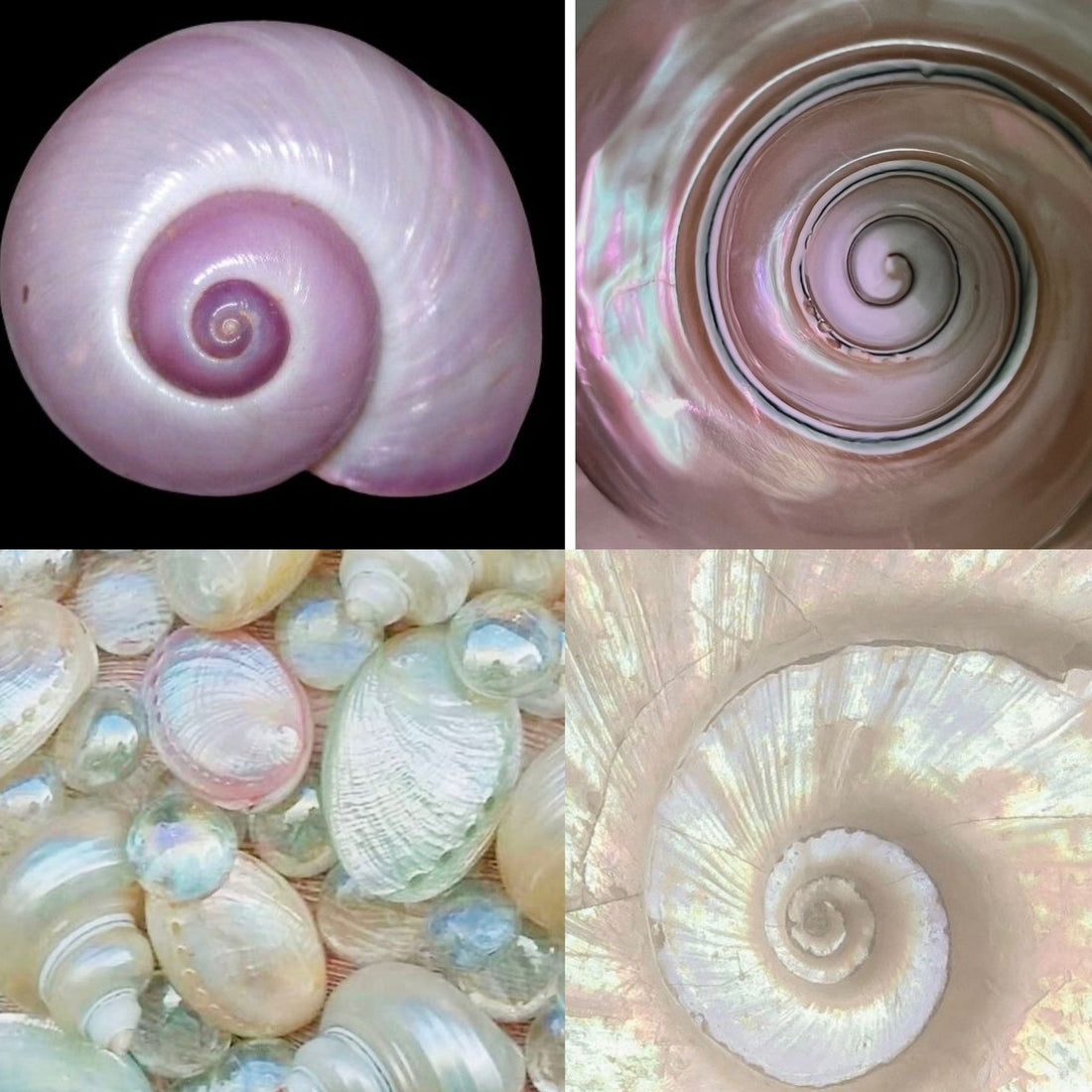 Shell Quartz Acrylic Almond Press On Nail