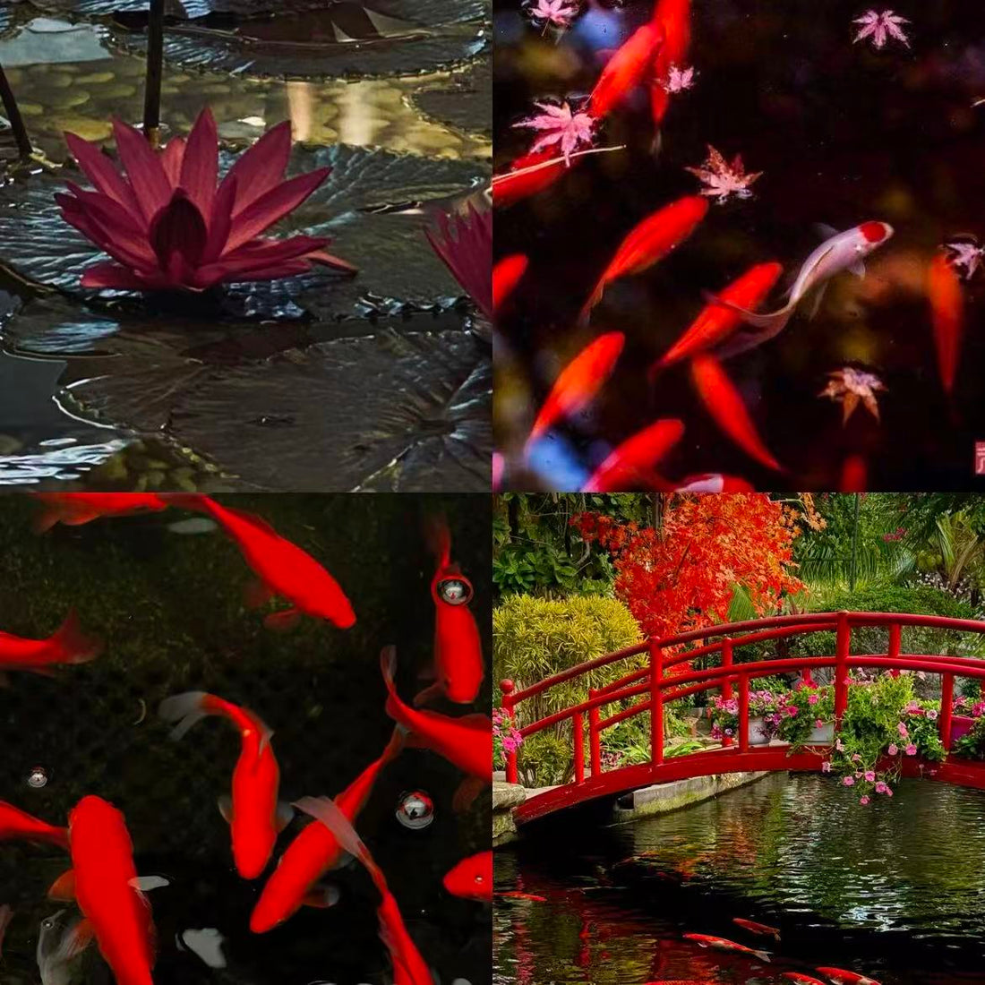 Koi Pond Acrylic Almond Press On Nail