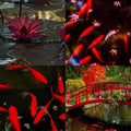 Koi Pond Acrylic Almond Press On Nail - MaYonail Store