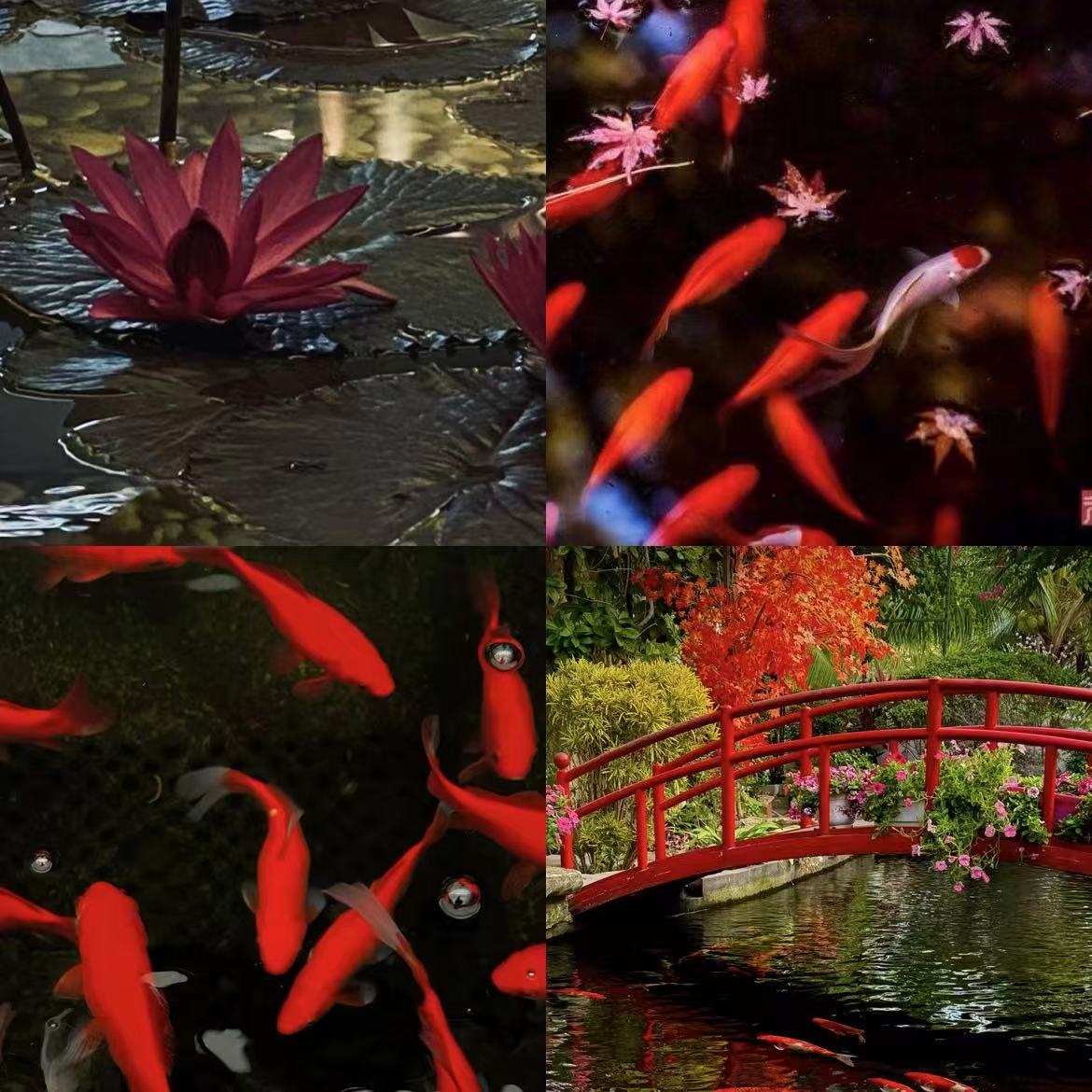 Koi Pond Acrylic Almond Press On Nail - MaYonail Store