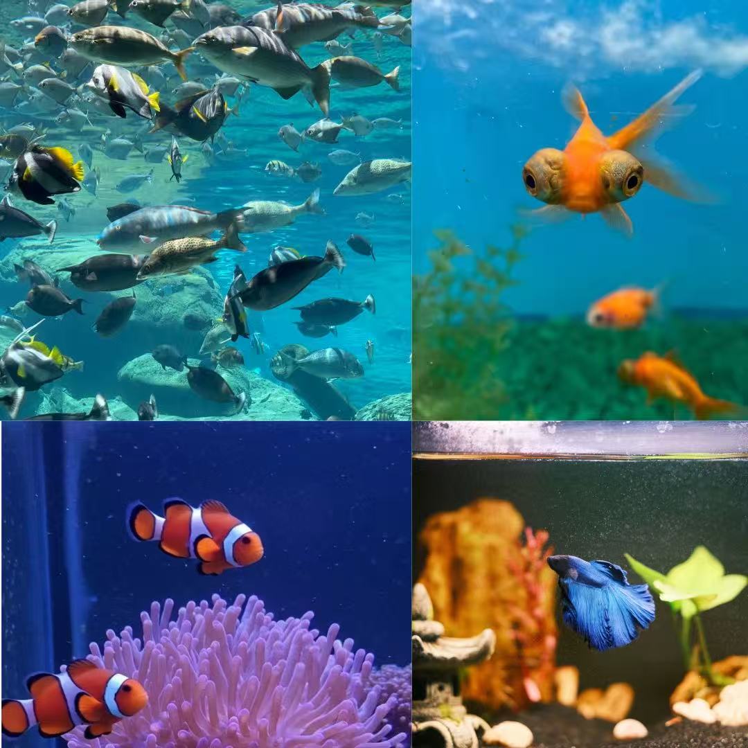 Ocean Fish Acylic Almond Press On Nail - MaYonail Store