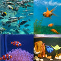 Ocean Fish Acylic Almond Press On Nail - MaYonail Store