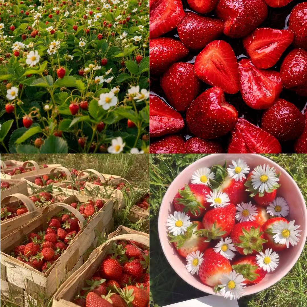Strawberry Patch Acrylic Oval Short Press On Nail